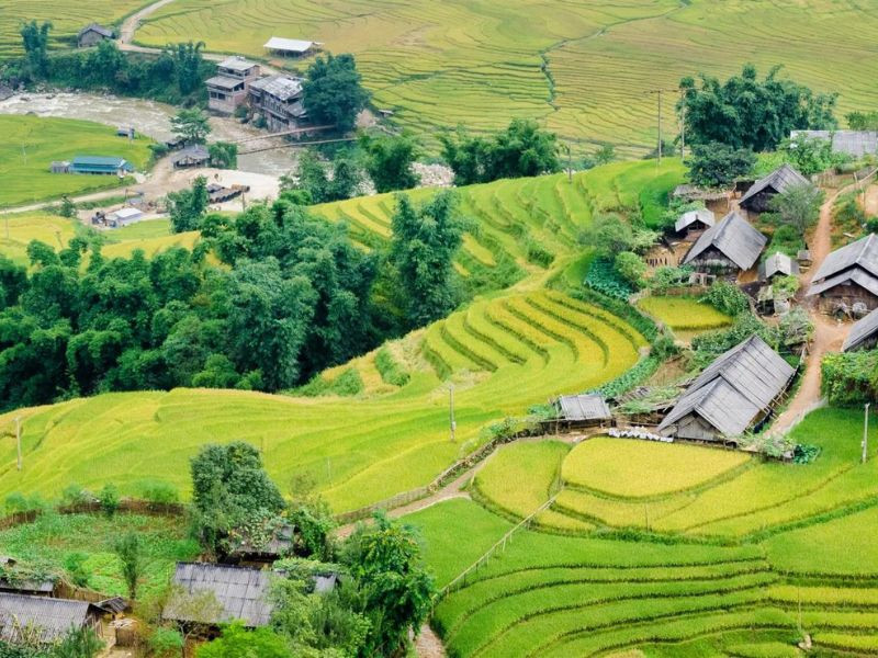 Ruộng bậc thang Sapa mùa thu lúa chín