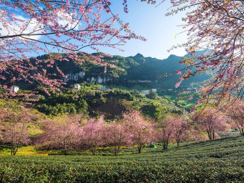 Cảnh hoa đào, hoa mận nở rộ khắp Sapa mùa xuân