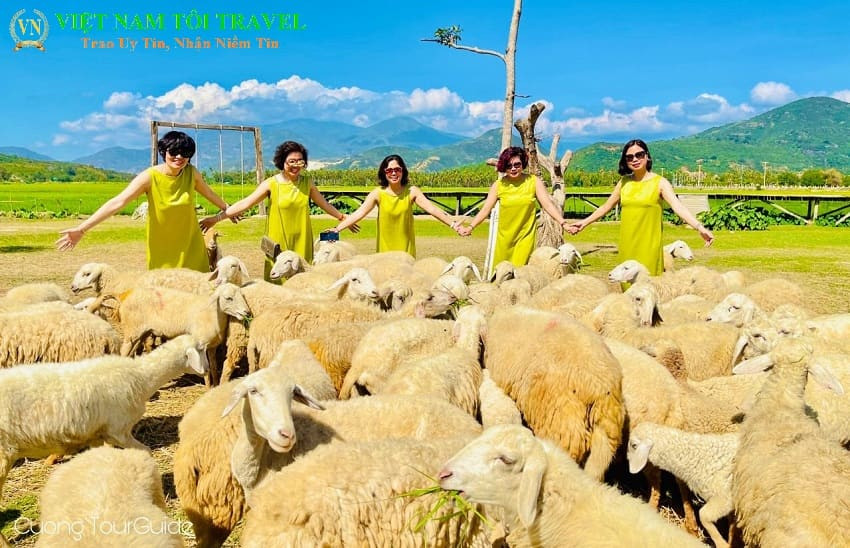 Du khách chụp ảnh cùng những chú cừu