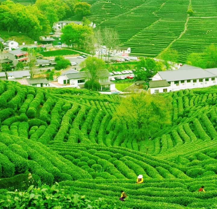 Tự tay thu hoạch lá trà Long Tỉnh là hoạt động thú vị tại Hàng Châu