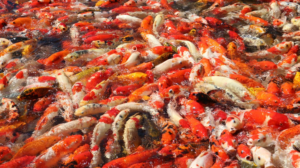 Cáp Treo Hòn Thơm (Phú Quốc): Trải Nghiệm Tuyệt Vời và Cẩm Nang Từ A đến Z 9 Tàu lượn siêu tốc bằng gỗ tại Sun World Hòn Thơm, một trải nghiệm tốc độ