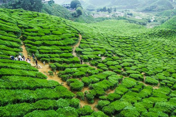 Cẩm Nang Du Lịch Malaysia: Khám Phá 14 Điểm Đến Tuyệt Đẹp & 11 Món Ăn Đặc Sắc 11 Khung cảnh đồi chè xanh mướt tại Cao nguyên Cameron