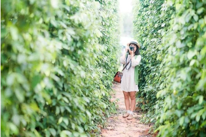 Du khách check in vườn tiêu Phú Quốc