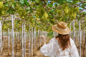 Du khách check-in tại vườn nho Thái An