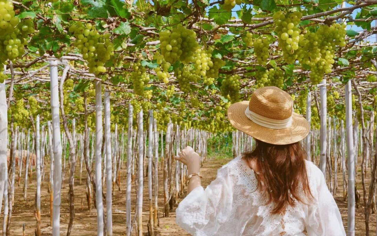 Cẩm Nang Kinh Nghiệm Tham Quan Vườn Nho Ninh Thuận A-Z: Thời Điểm "Vàng" & Địa Chỉ Hot 2 Chùm nho xanh mọng nước được chụp cận cảnh trên giàn