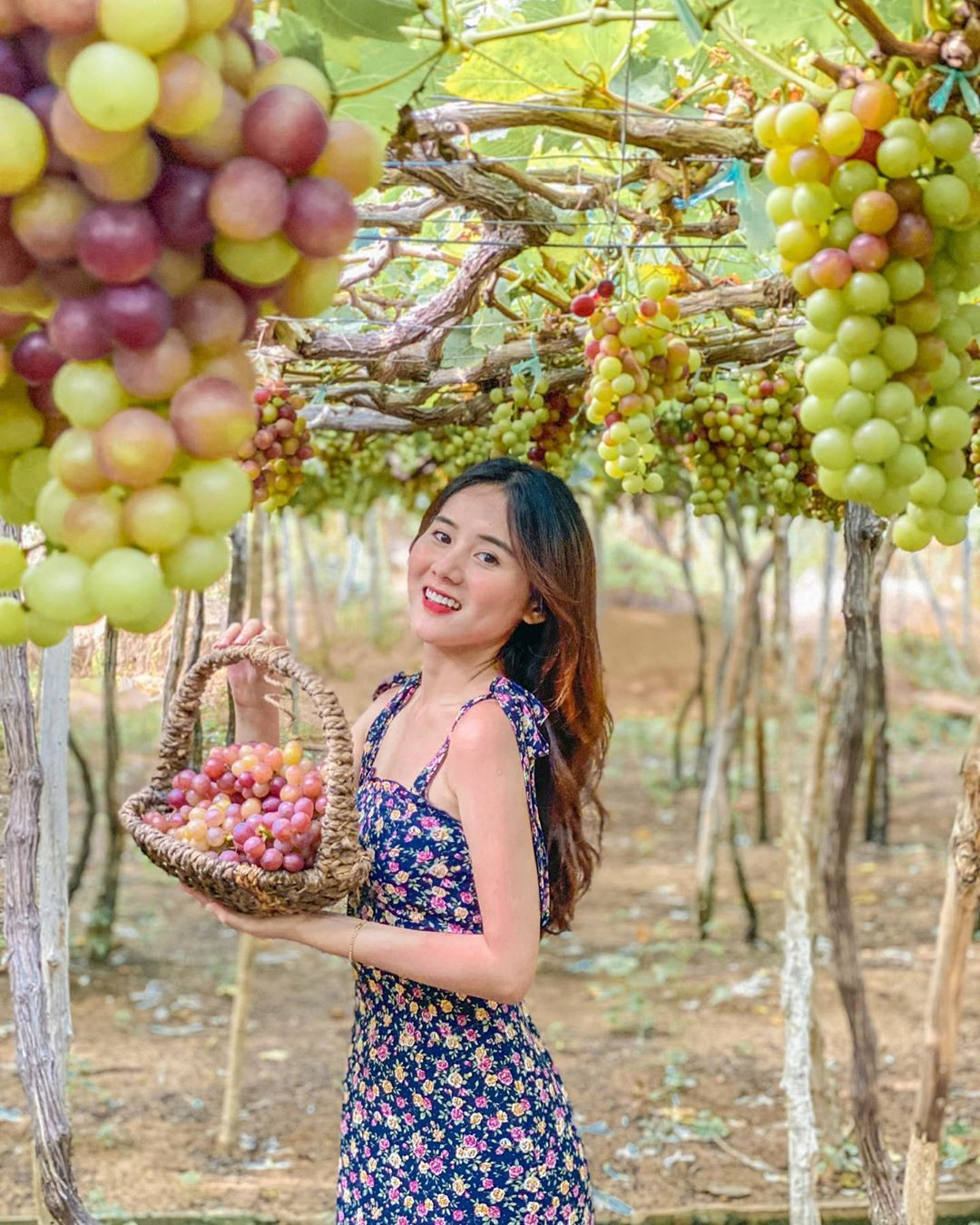 Cẩm Nang Kinh Nghiệm Tham Quan Vườn Nho Ninh Thuận A-Z: Thời Điểm "Vàng" & Địa Chỉ Hot 1 Vườn nho Ba Mọi với giàn nho xanh mát, quả trĩu cành