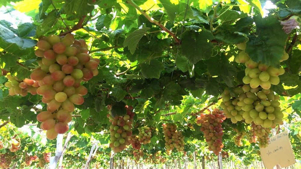 Cẩm Nang Kinh Nghiệm Tham Quan Vườn Nho Ninh Thuận A-Z: Thời Điểm "Vàng" & Địa Chỉ Hot 3 Du khách check-in và chụp ảnh tại vườn nho