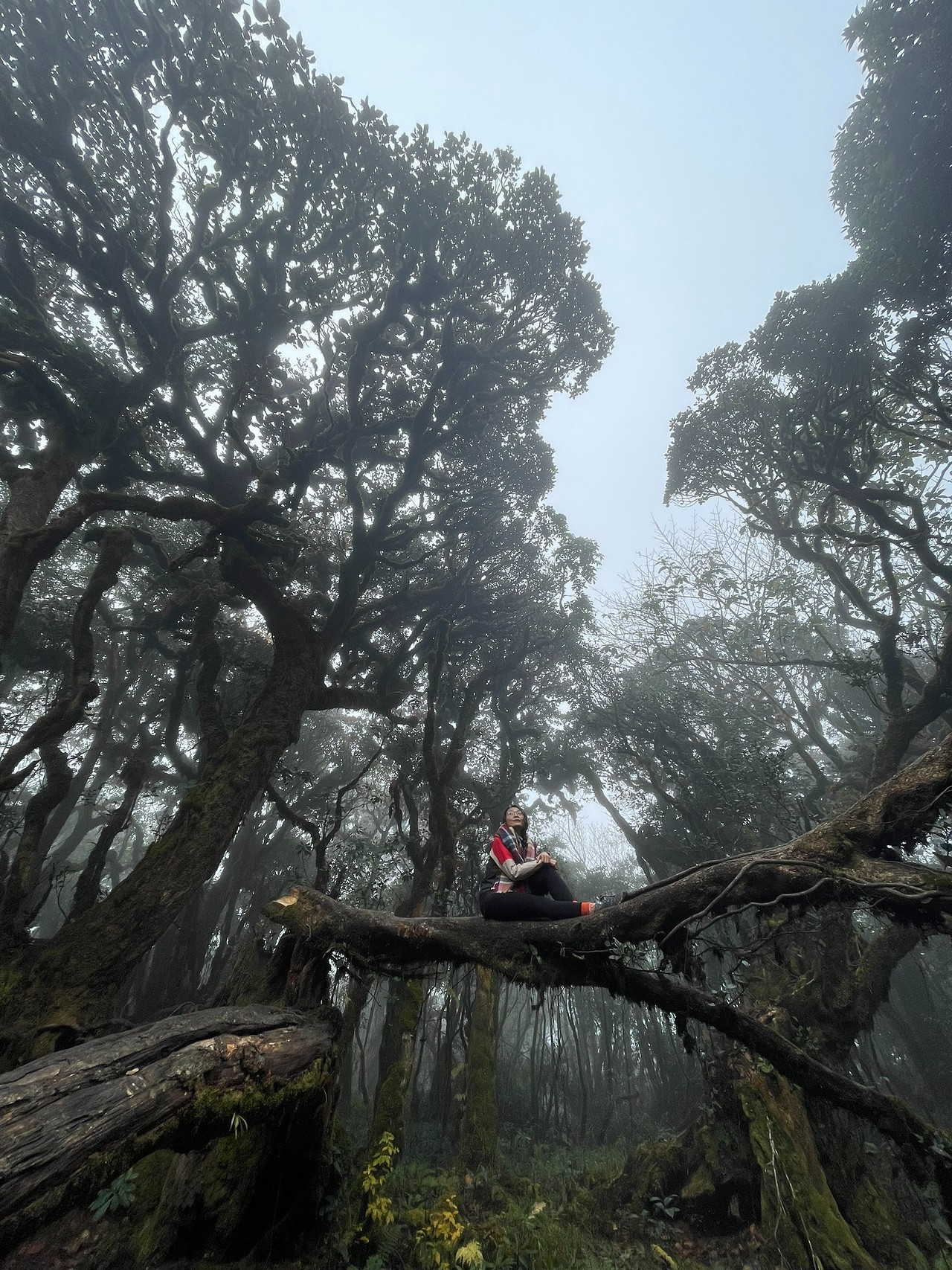Lịch Trình Trekking Tà Xùa Chi Tiết: Chinh Phục Ngọn Núi Cao Thứ 13 Việt Nam 2 Khu rừng già phủ đầy rêu xanh