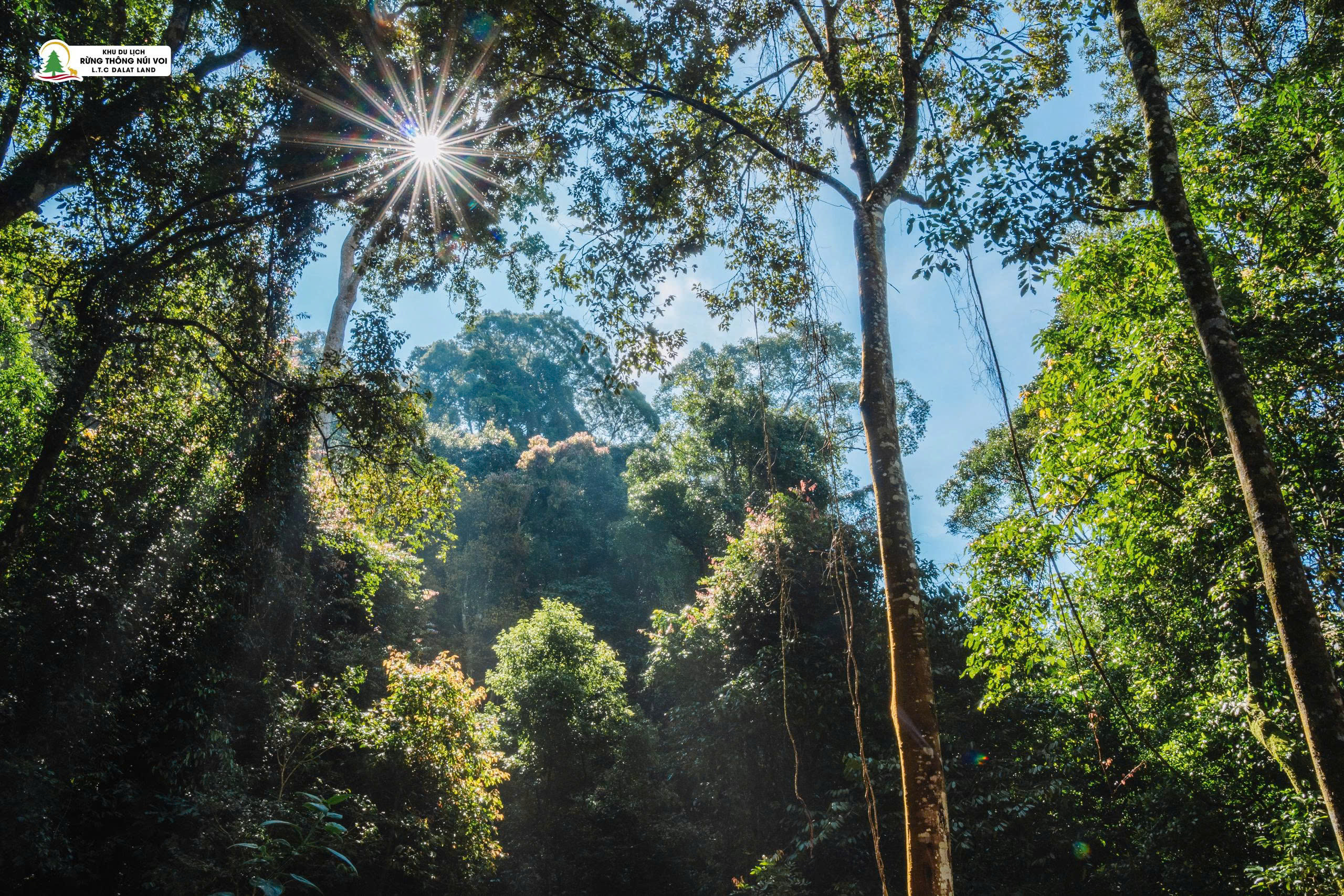 Thác nước 7 tầng hùng vĩ giữa rừng thông nguyên sinh