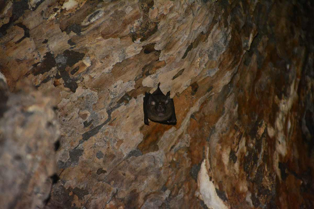 Con dơi nhỏ trong hang cây cổ thụ ở Cát Tiên