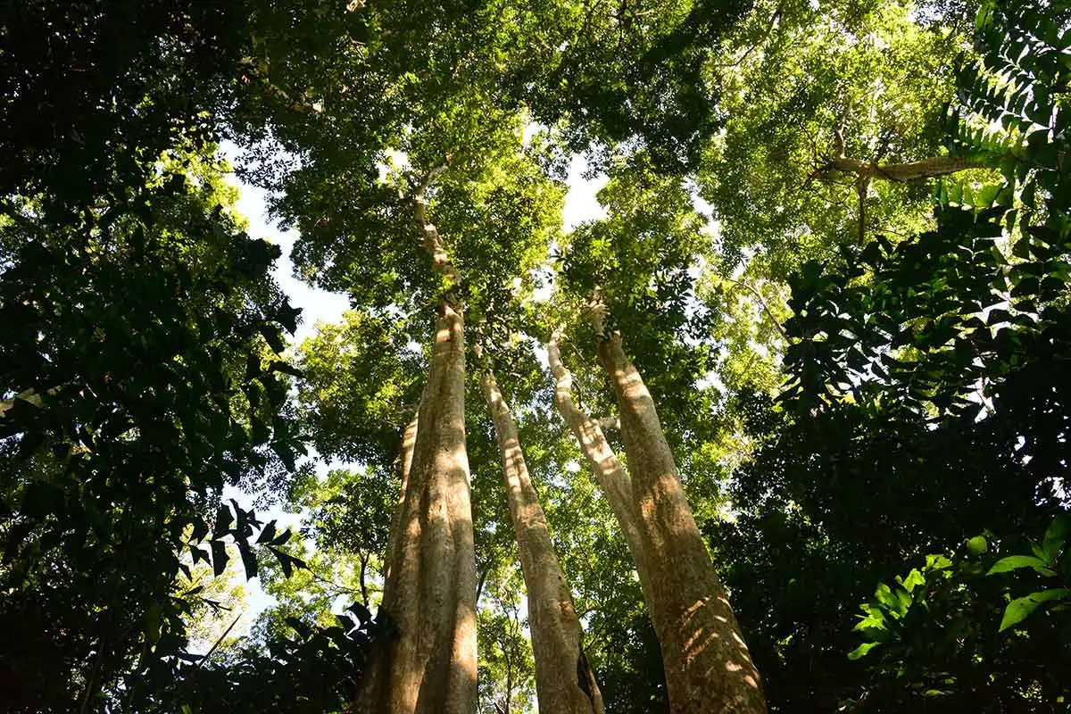 Cây cổ thụ khổng lồ với hệ thống rễ và cành chằng chịt trong rừng Cát Tiên