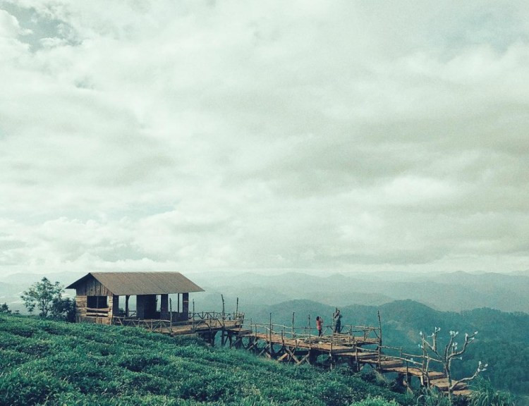 Cấu trúc độc đáo của cầu gỗ săn mây làm bằng gỗ thông