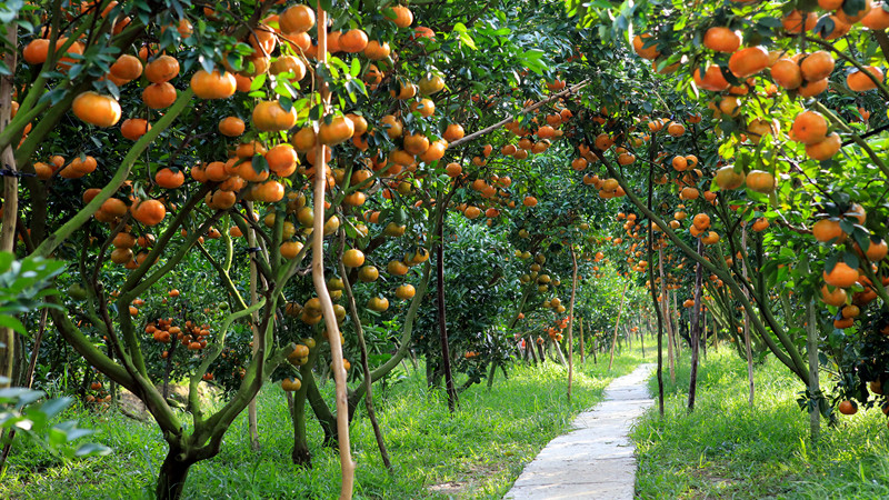 Vườn quýt hồng Lai Vung