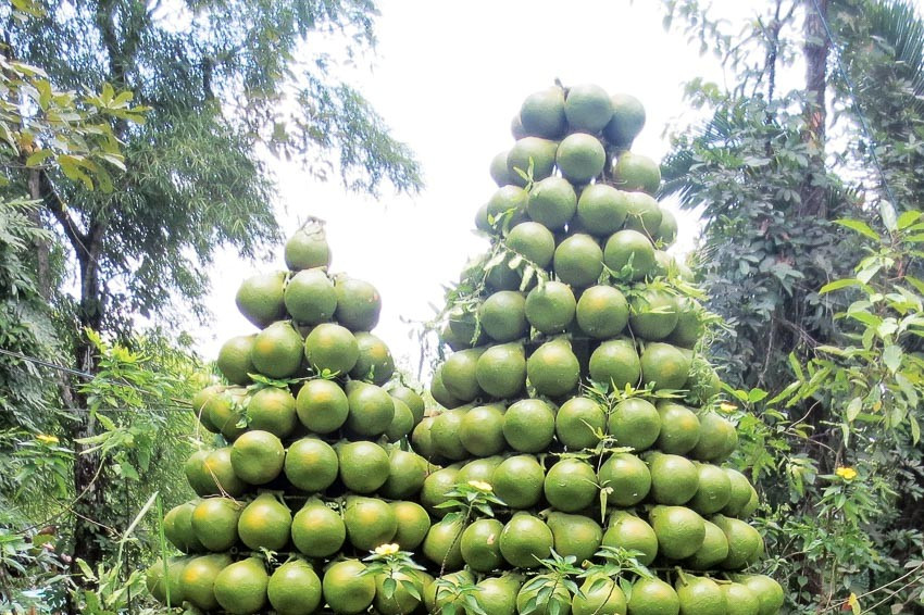 dn738 lang buoi tan trieu tanman 2017 ok 1