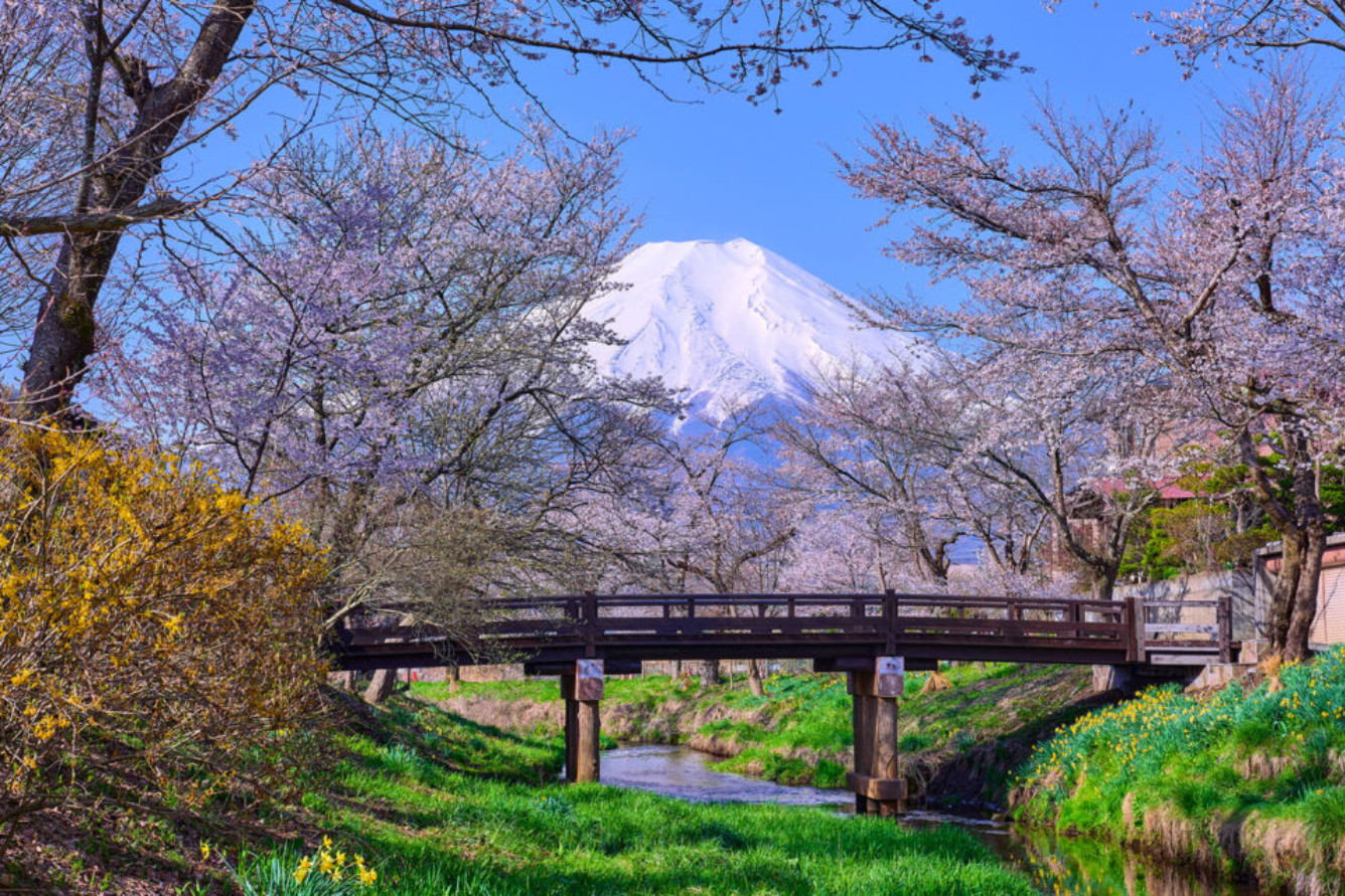 Khung cảnh hoa anh đào nở rộ bên cạnh các hồ nước ở Oshino Hakkai