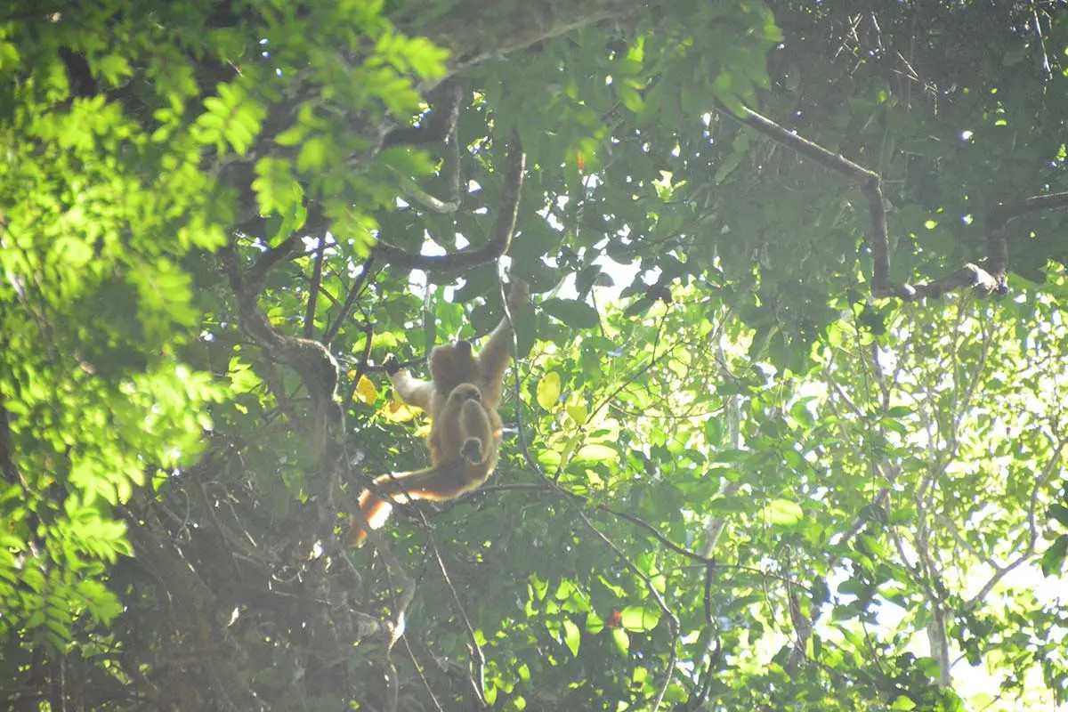 Vượn cái và vượn con đang bú ở Vườn Quốc gia Cát Tiên