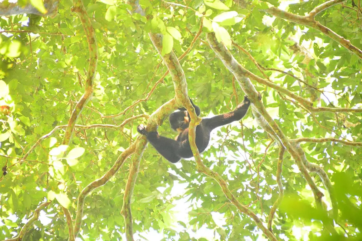 Vượn đực đang kiếm ăn trên cây ở Cát Tiên