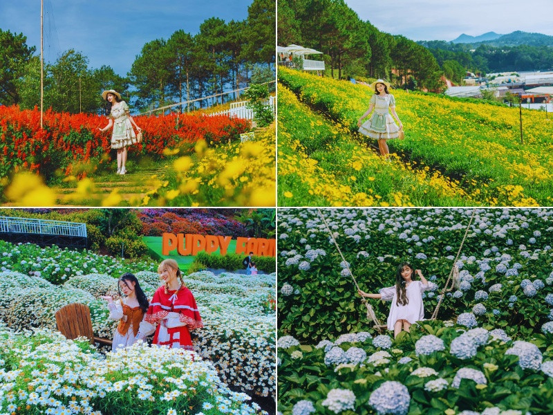 Thỏa thích chụp hình và ngắm vẻ đẹp của các loài hoa tại khu đồi hoa Puppy Farm