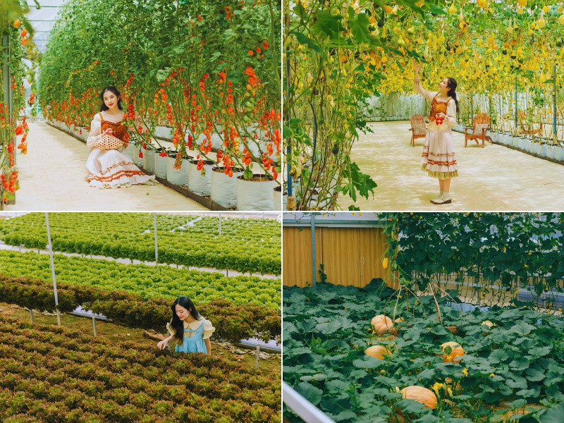 Tham quan và tìm hiểu về các loại rau củ tại khu vườn nông nghiệp hữu cơ của Puppy Farm