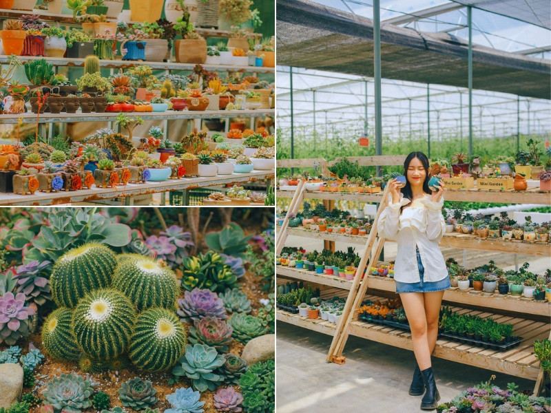 Khu vườn sen đá tại Puppy Farm Đà Lạt