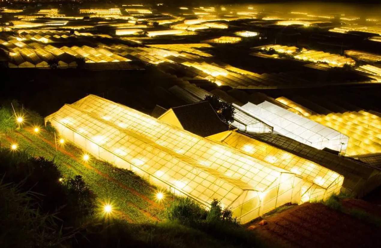 Làng hoa Thái Phiên rực sáng với ánh đèn nhà lồng về đêm