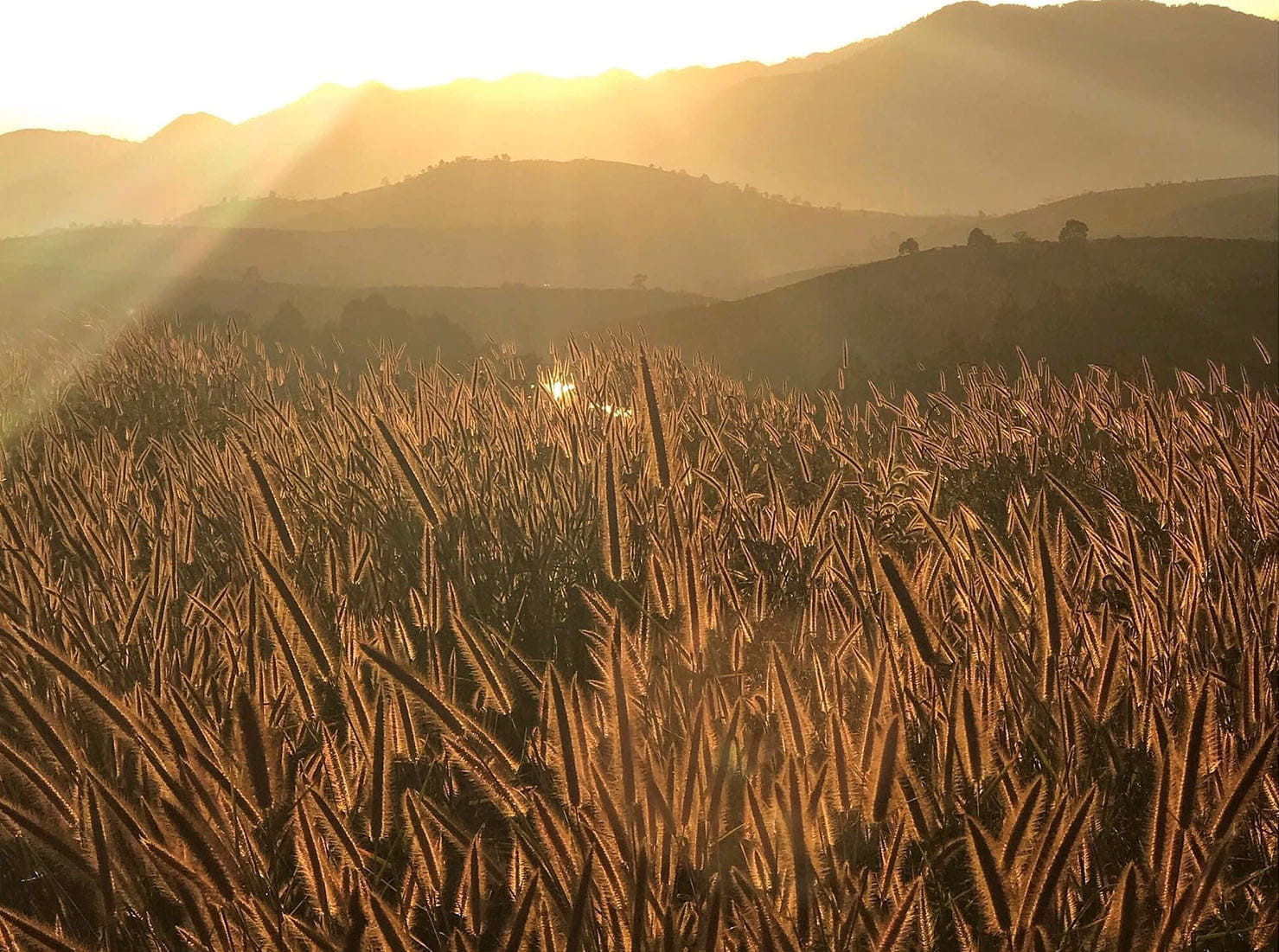 Lựa chọn thời điểm tốt nhất để tham quan Núi Đại Bình Bảo Lộc một cách trọn vẹn