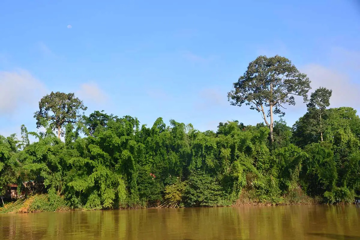 Cảnh mặt sông tại Vườn Quốc gia Cát Tiên