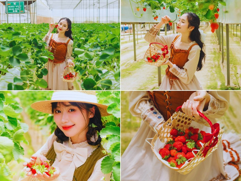 Tham quan và trải nghiệm hái dâu tây tại vườn ở nông trại cún Puppy Farm