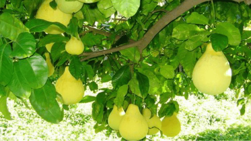 Bưởi Thanh Trà ngọt thanh, mọng nước