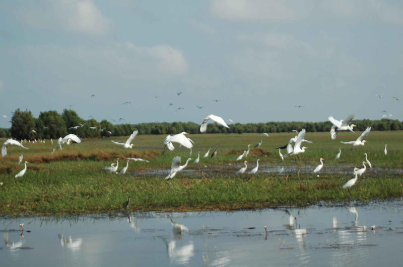 Vườn quốc gia Tràm Chim được xây dựng với mục đích bảo vệ, giữ gìn các nguồn gen sinh vật quý hiếm, trong đó có Sếu đầu đỏ