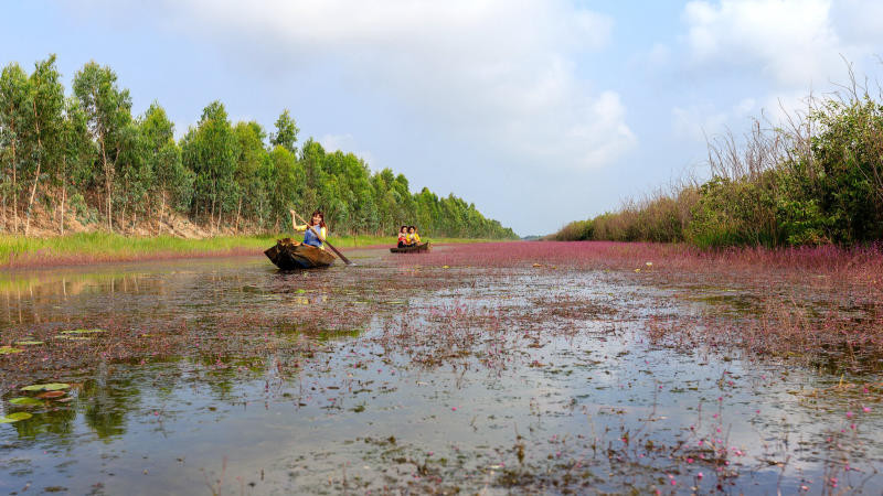 Tháng Giêng cũng là thời gian thích hợp để bạn tới khám phá nếu yêu thích vẻ đẹp dịu dàng của loài hoa nhĩ cán