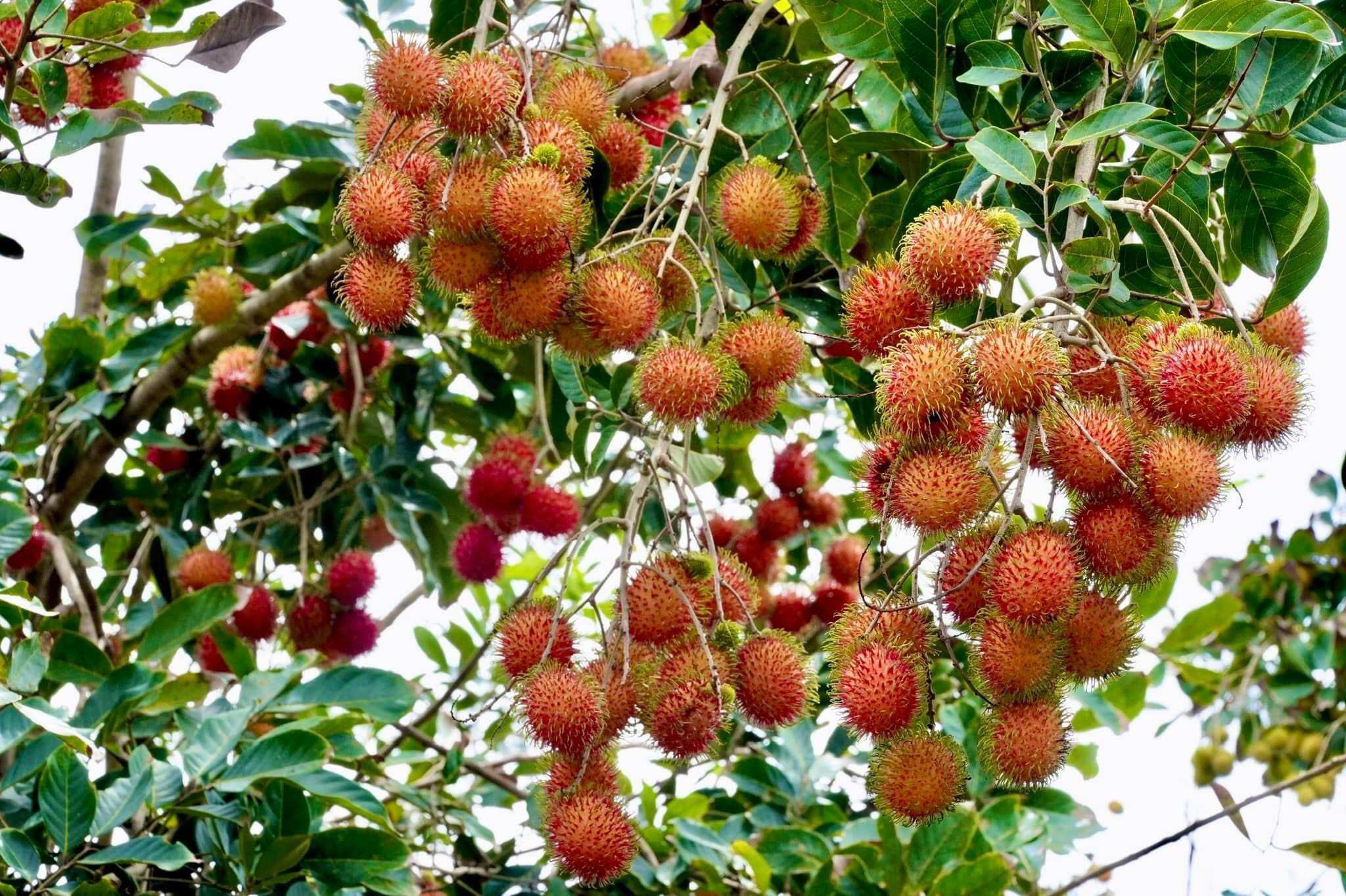 Vườn trái cây Cù lao An Bình