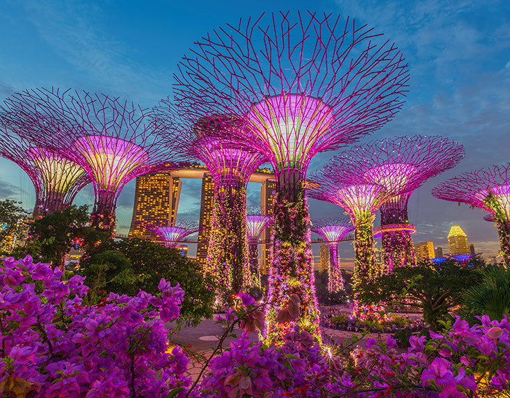 Những siêu cây khổng lồ tại Gardens by the Bay, Singapore về đêm