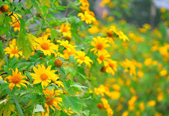 Cánh đồng hoa dã quỳ vàng óng ánh trải dài vô tận dưới nắng thu