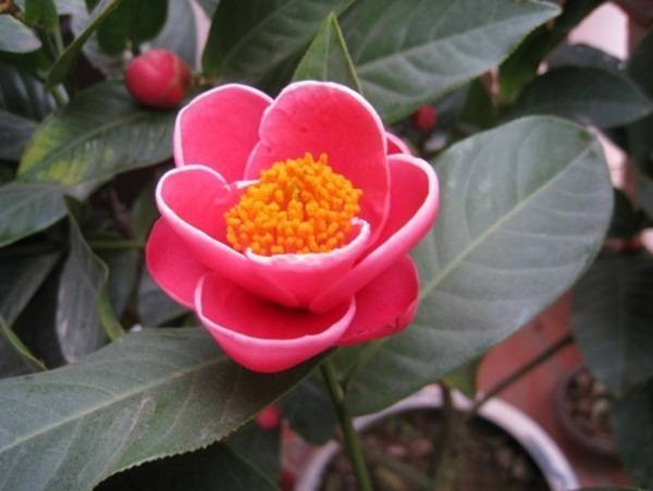 Cánh hoa hải đường màu hồng phấn dịu dàng, e ấp hé nở