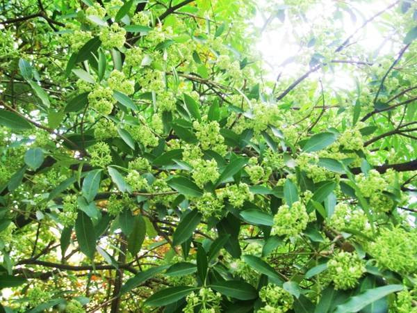 Hình ảnh những chùm hoa sữa trắng tinh khôi nở rộ trên nền trời xanh