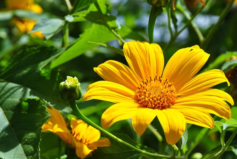 Những Loài Hoa Mùa Thu Đẹp Nhất: Sắc Màu Lãng Mạn Khiến Lòng Người Xao Xuyến 1 hoa da quy 1