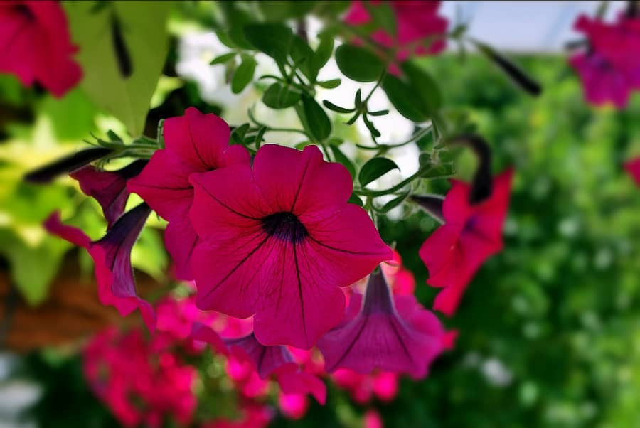 Chậu hoa dạ yến thảo nở rộ với những bông hoa nhiều màu sắc tươi tắn