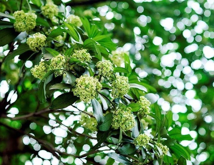 Hoa sữa trắng muốt nở thành chùm lớn, tỏa hương nồng nàn trên các con phố Hà Nội