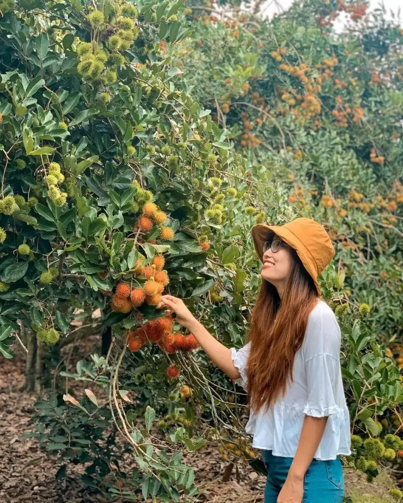 Cẩm Nang Chi Tiết: Kinh Nghiệm Du Lịch Cồn Thới Sơn Khám Phá Miền Sông Nước Miệt Vườn 4 Du khách tham quan vườn trái cây sum suê tại Cồn Thới Sơn