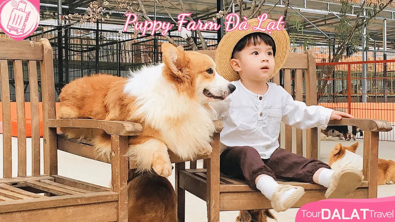 Các chú cún đáng yêu tại Puppy Farm Đà Lạt