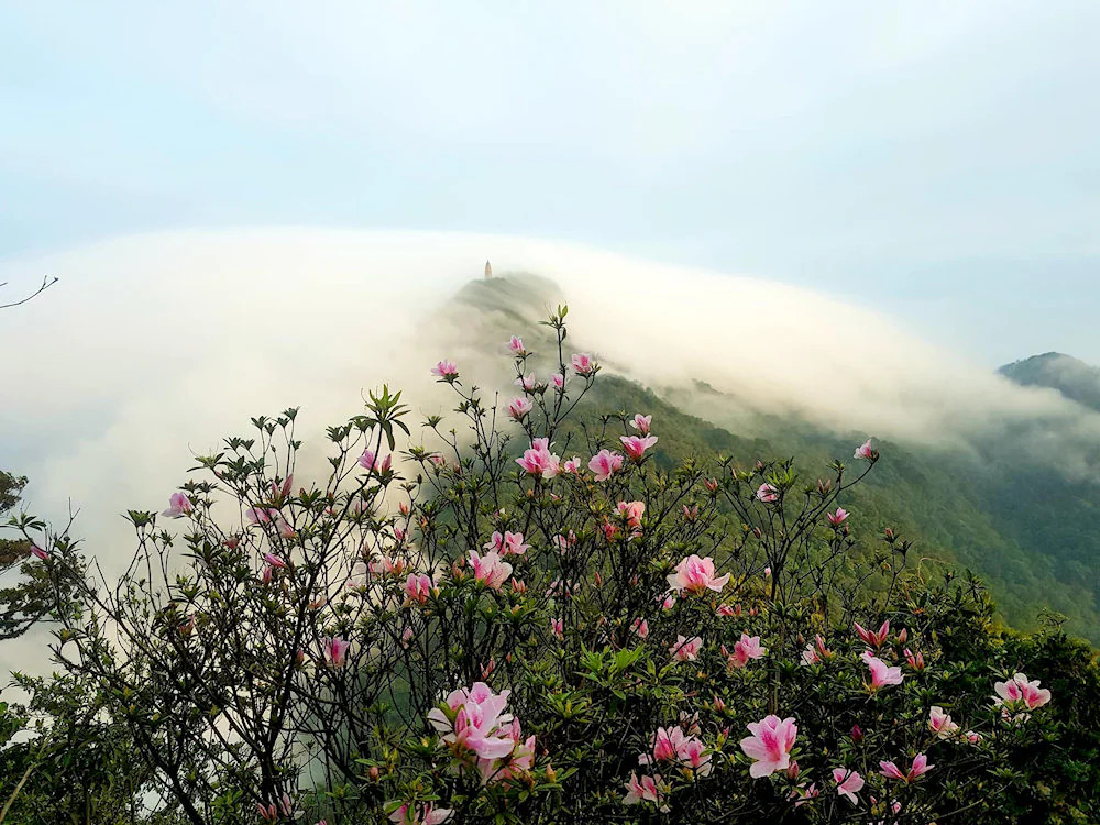 Cảnh đẹp như tranh vẽ của rừng quốc gia Ba Vì