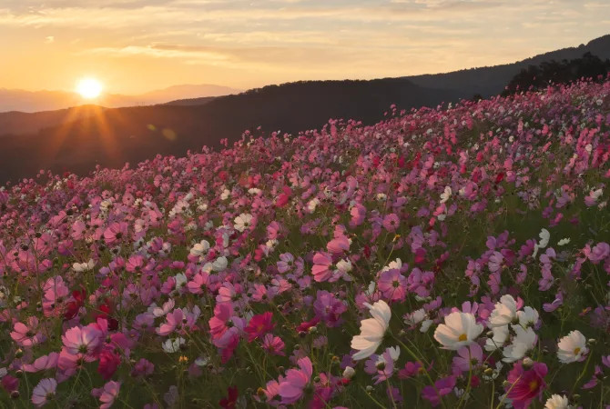 Du lịch Nhật Bản mùa thu: Ngắm lá đỏ rực rỡ và khám phá lễ hội truyền thống 5 toyama12279 1