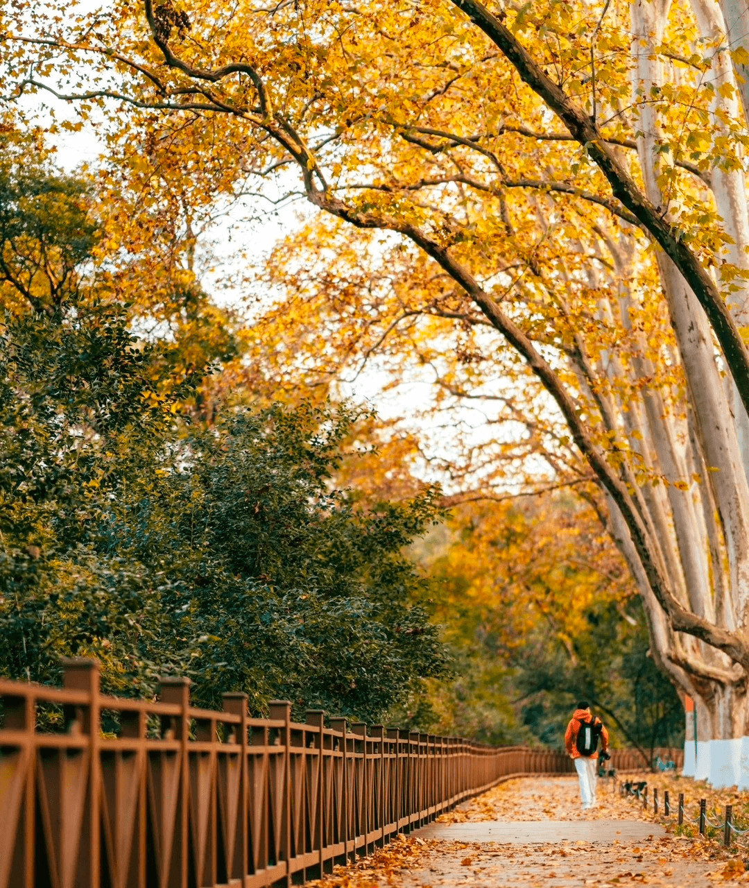 Hàng cây Ngô Đồng dọc đường vào cung điện Mỹ Linh ở Nam Kinh