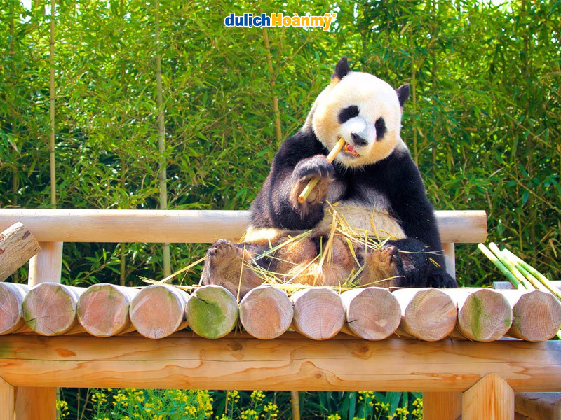 Các chú gấu trúc đáng yêu tại Panda World Everland Hàn Quốc