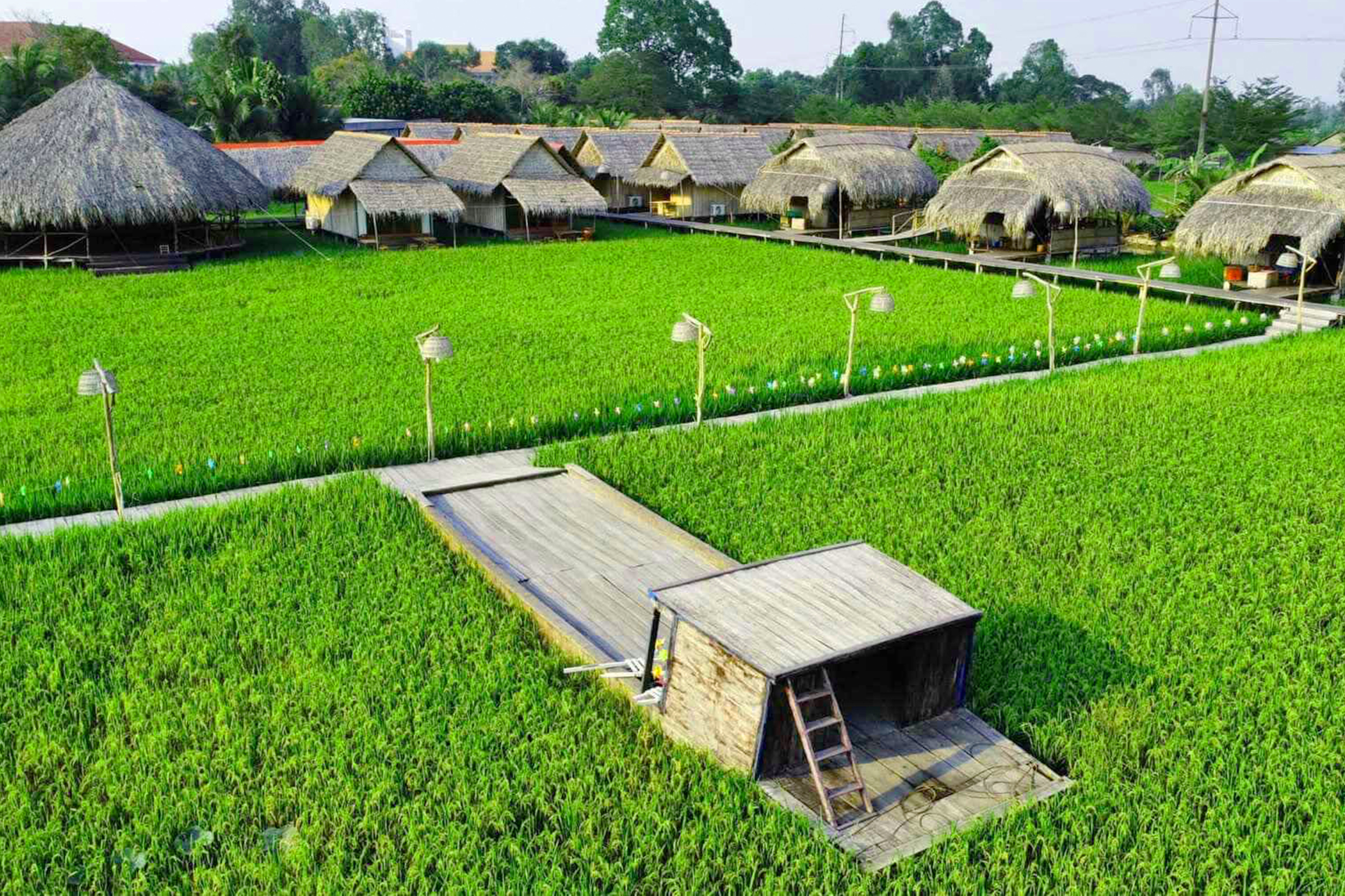 Đồng sen và cánh đồng lúa xanh mướt tại Mỹ Phước Thành