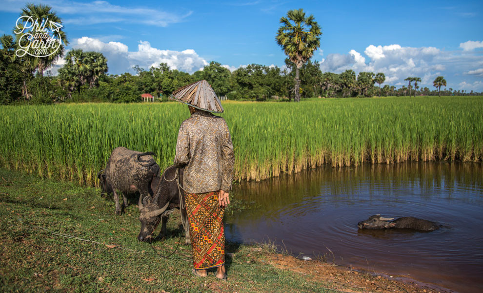 Cẩm Nang Khám Phá Angkor 3 Ngày: Hành Trình Đến Di Sản Thế Giới Huyền Bí 11 Một nông dân cùng trâu nước trên cánh đồng lúa ở Angkor