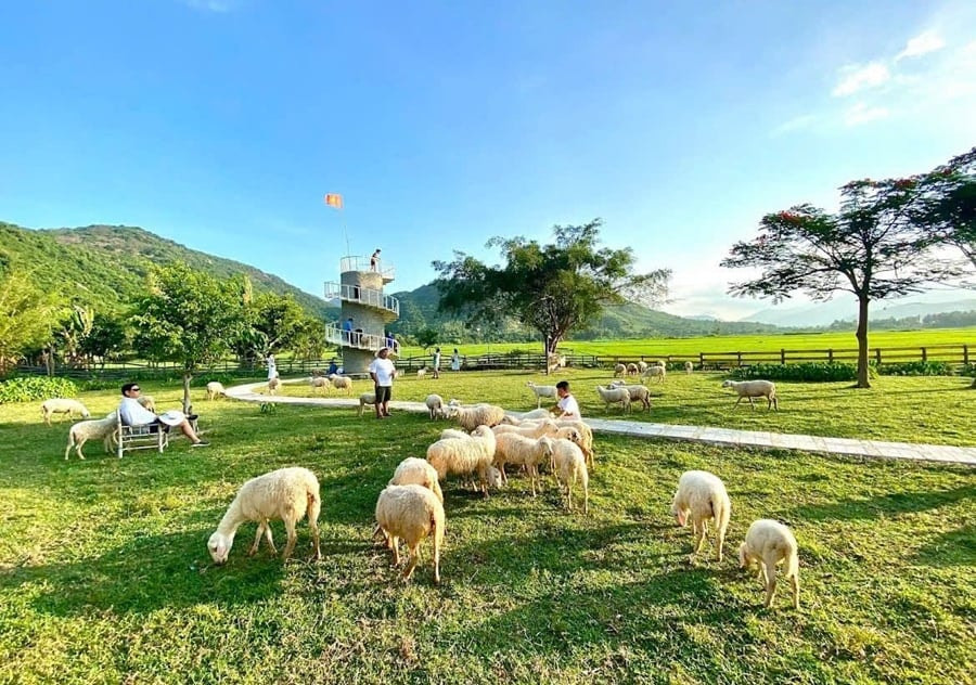 Đàn cừu thong dong gặm cỏ tại Đồng cừu An Hòa