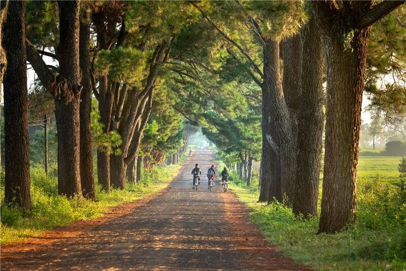 Du lịch Pleiku: Khám phá 10 điểm đến không thể bỏ lỡ ở phố núi 3 Hàng thông trăm tuổi tại Pleiku tạo nên khung cảnh thơ mộng, được ví như "con đường Hàn Quốc"