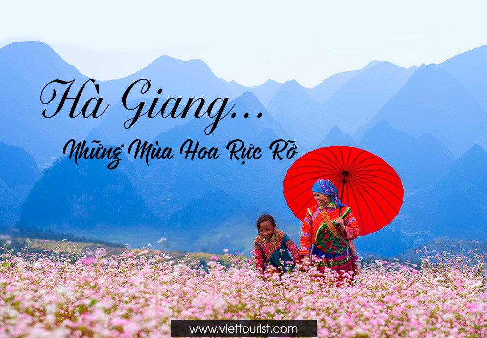 Thảm hoa tam giác mạch hồng tím tuyệt đẹp trên cao nguyên đá Hà Giang